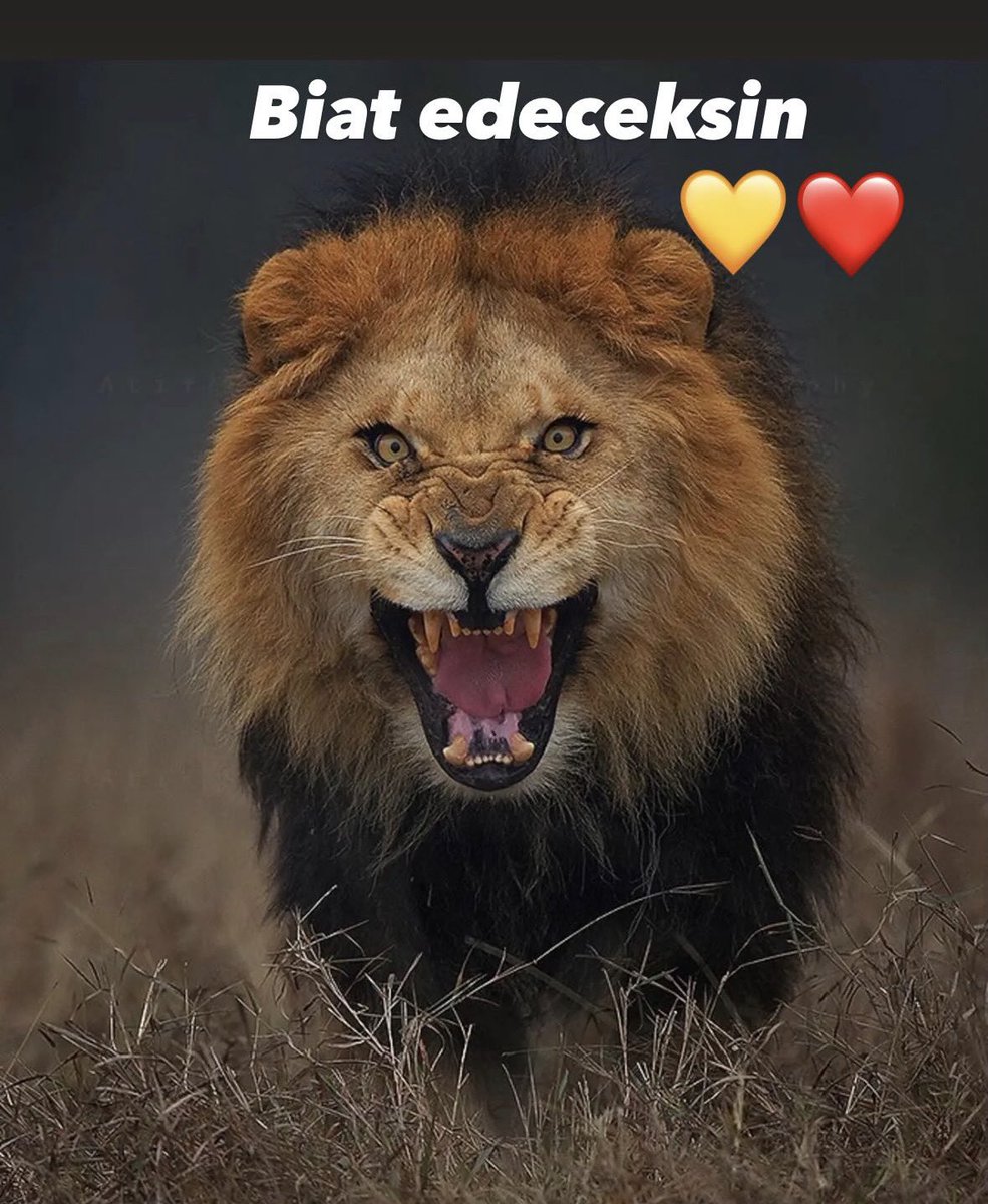 AltugGoktug's tweet photo. #BJKvGS https://t.co/VEWmXaAtRd