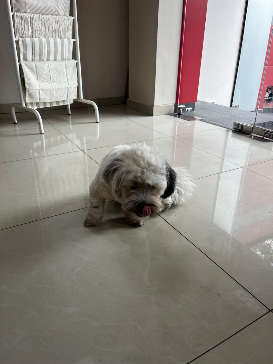 Gente buena y bonita, esta tarde este pequeño peludo siguió a mi abuelito en el sector de la Real Audiencia al norte de Quito. Está bien cuidado y tiene collar pero no placa, así que suponemos que hay una familia buscándolo. Por favor ayuden compartiendo para que vuelva a casa.