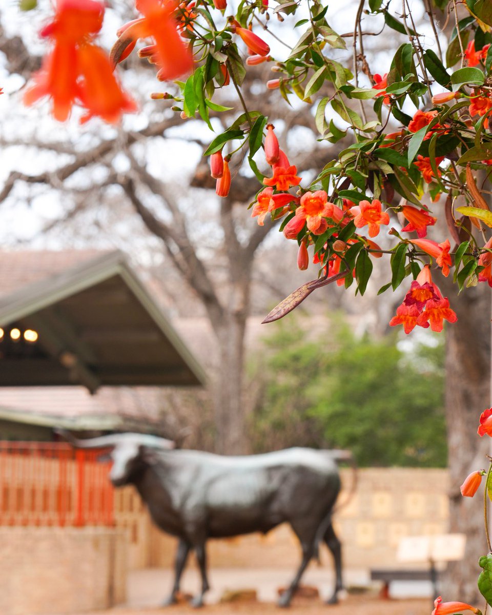 UT Austin tweet media