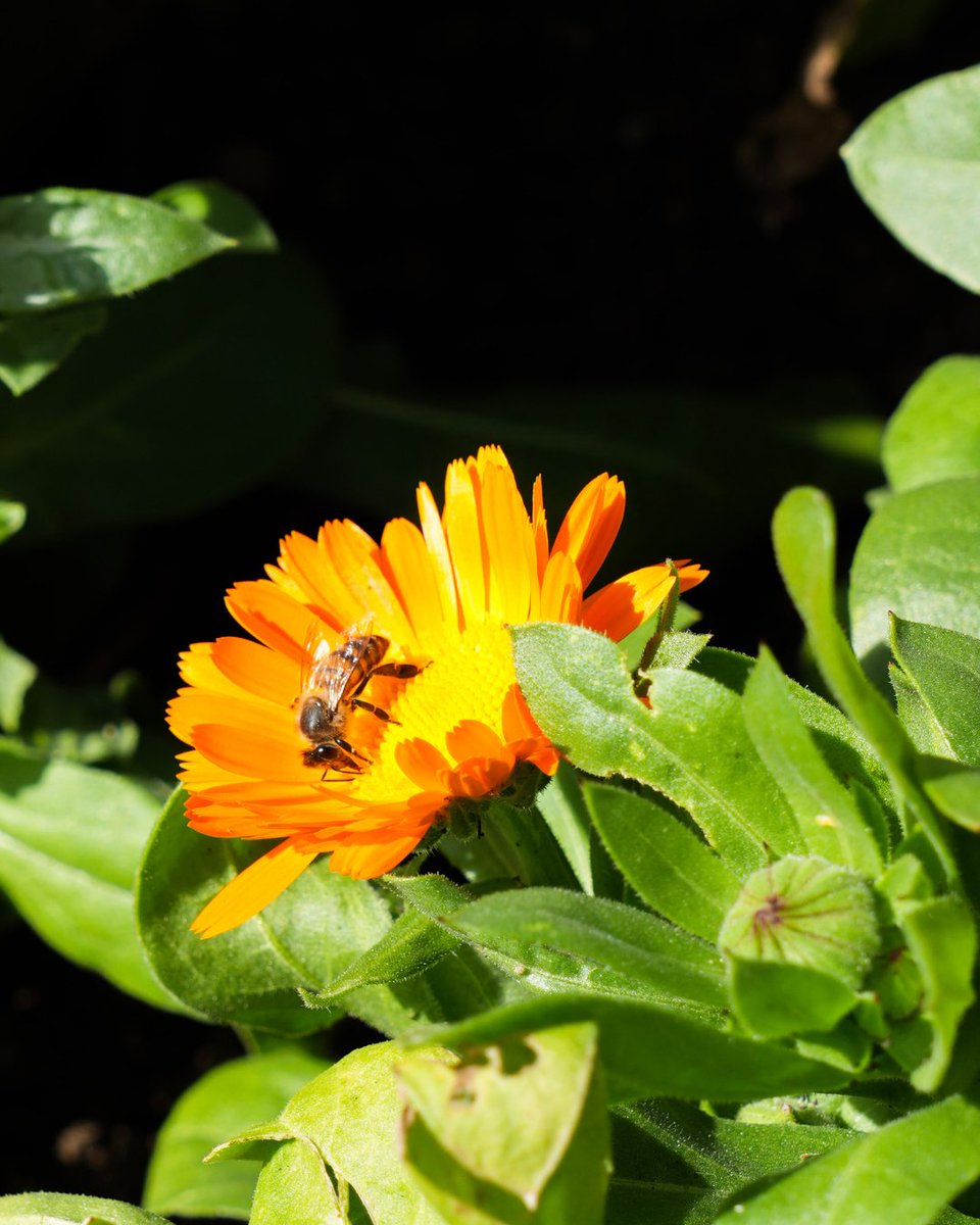 UT Austin tweet media