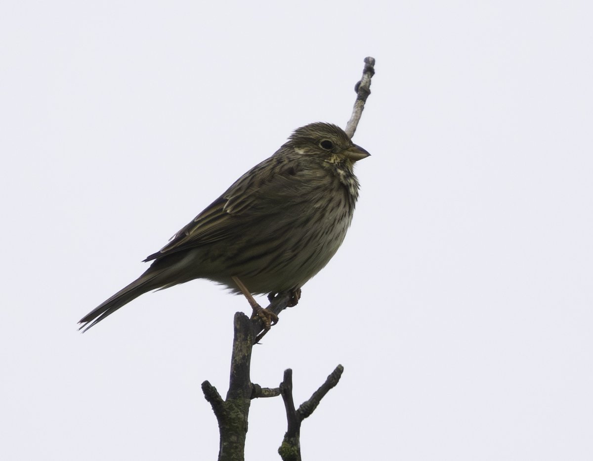 Sean Nixon tweet media