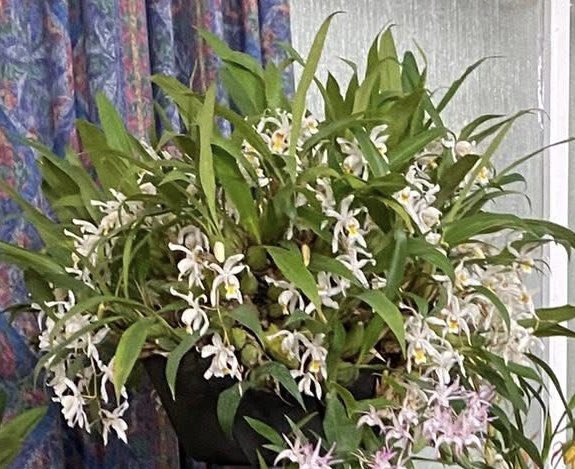 pask_steve's tweet photo. Congratulations to Steve Pask, our Chairman, for achieving a First rosette, the Best Species in Show together with the silver salver for his Coelogyne huettneriana at the Sheffield &amp; District Orchid Society annual show today. https://t.co/95RxKnJ1Nx