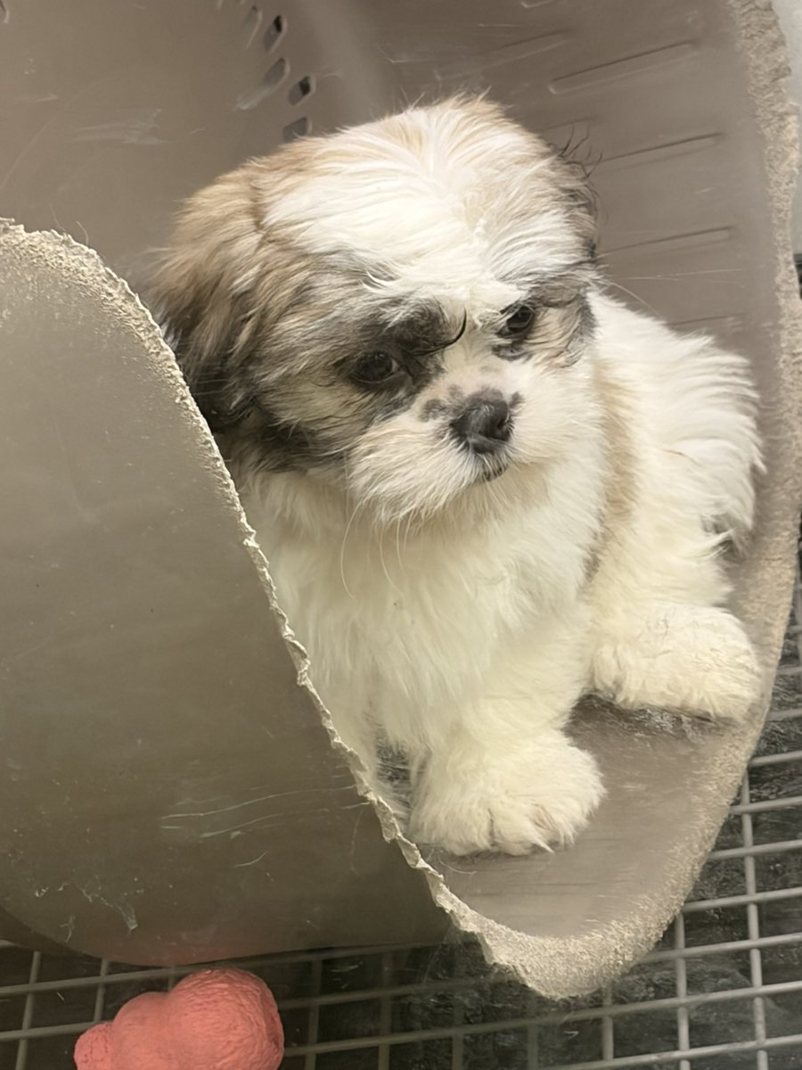 JennyManyDots tweet media