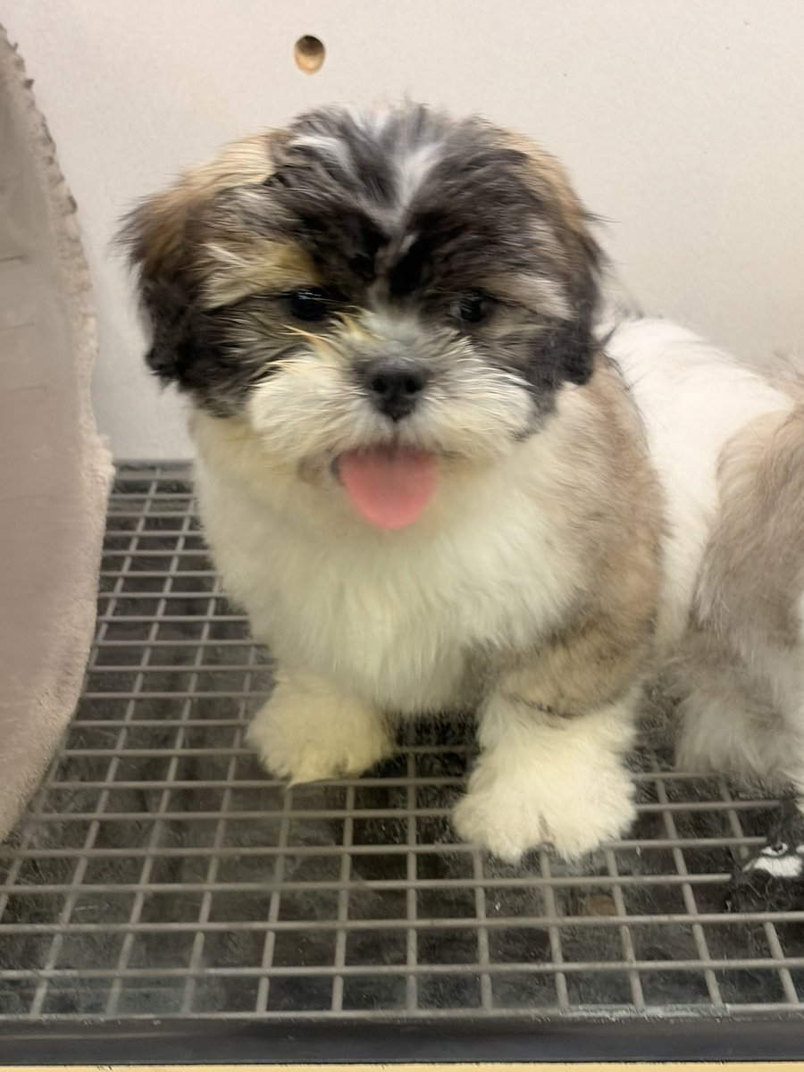 JennyManyDots tweet media