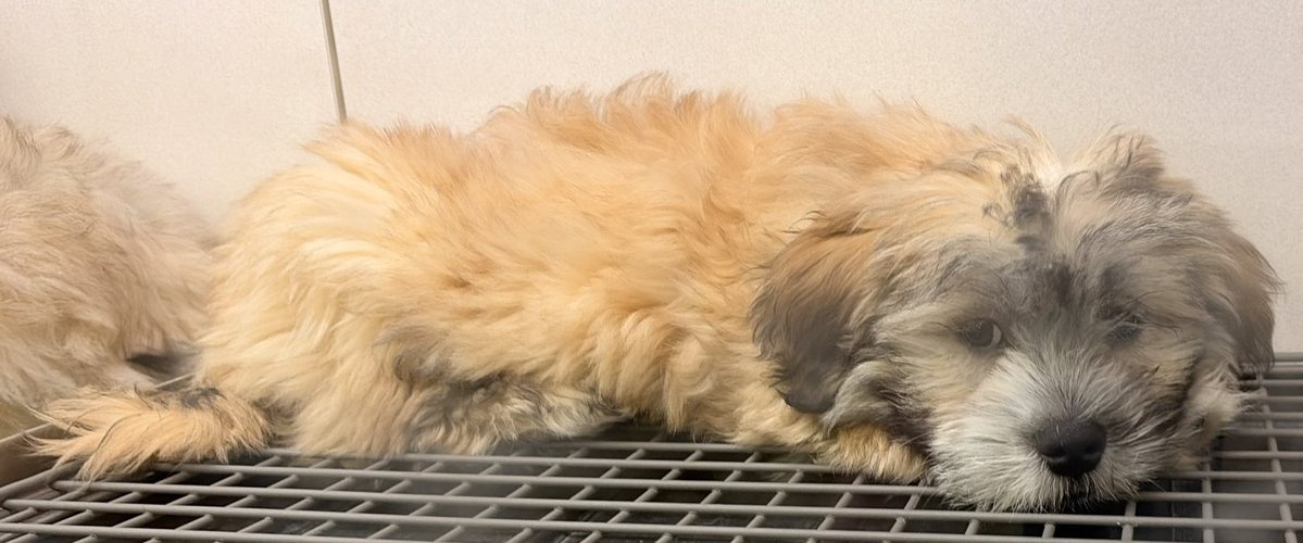 JennyManyDots tweet media