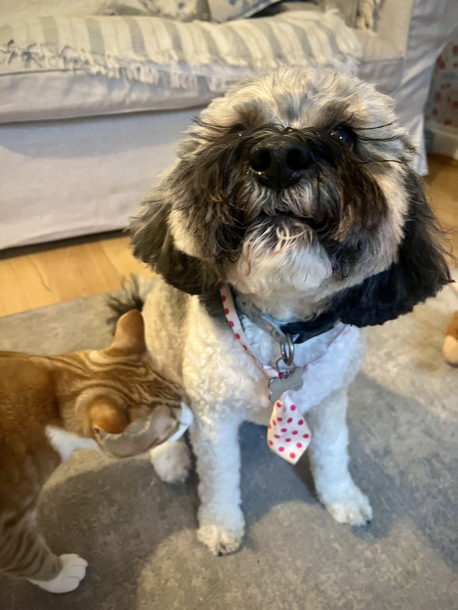 Malcolm & Baby Dog tweet media