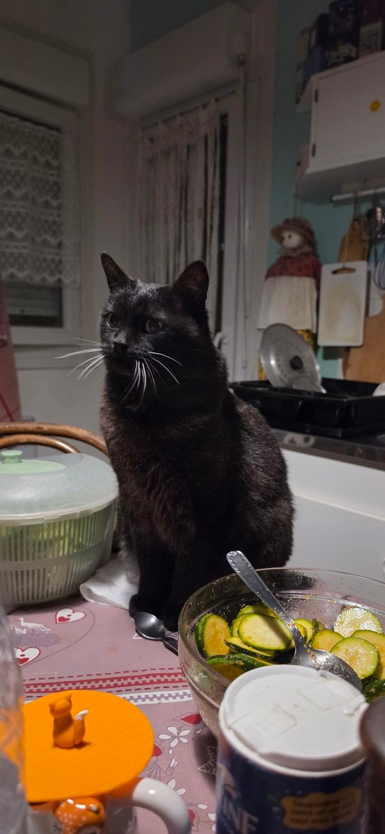shadows le mimi 🐈‍⬛ tweet media