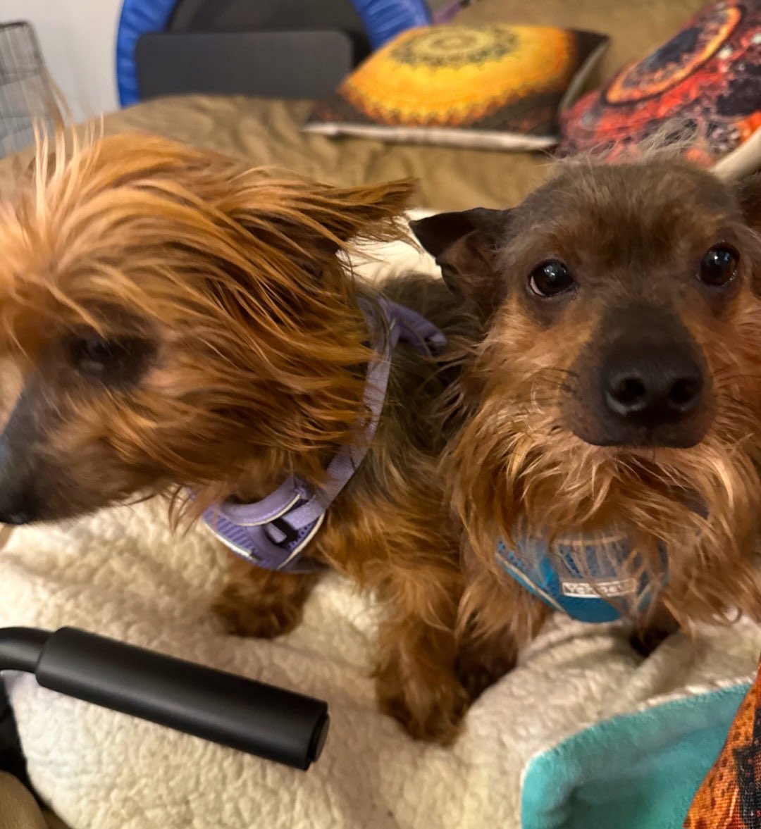 South Texas Animal Rescue Group, AKA STAR Group tweet media