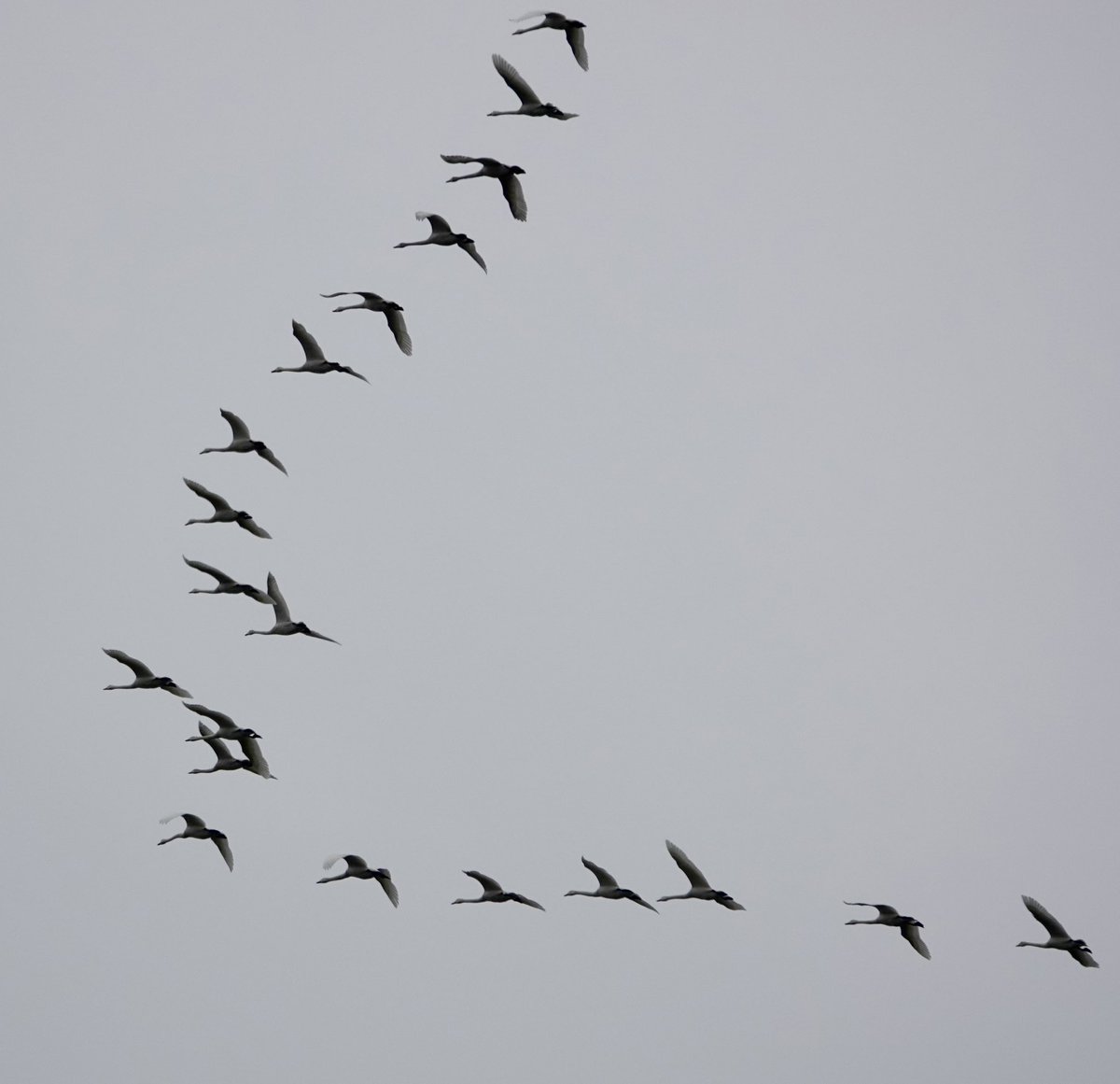 Mark following nature tweet media