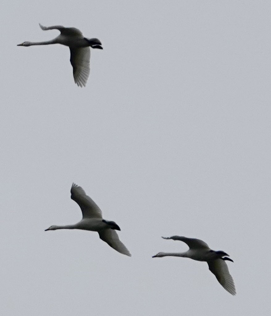 Mark following nature tweet media