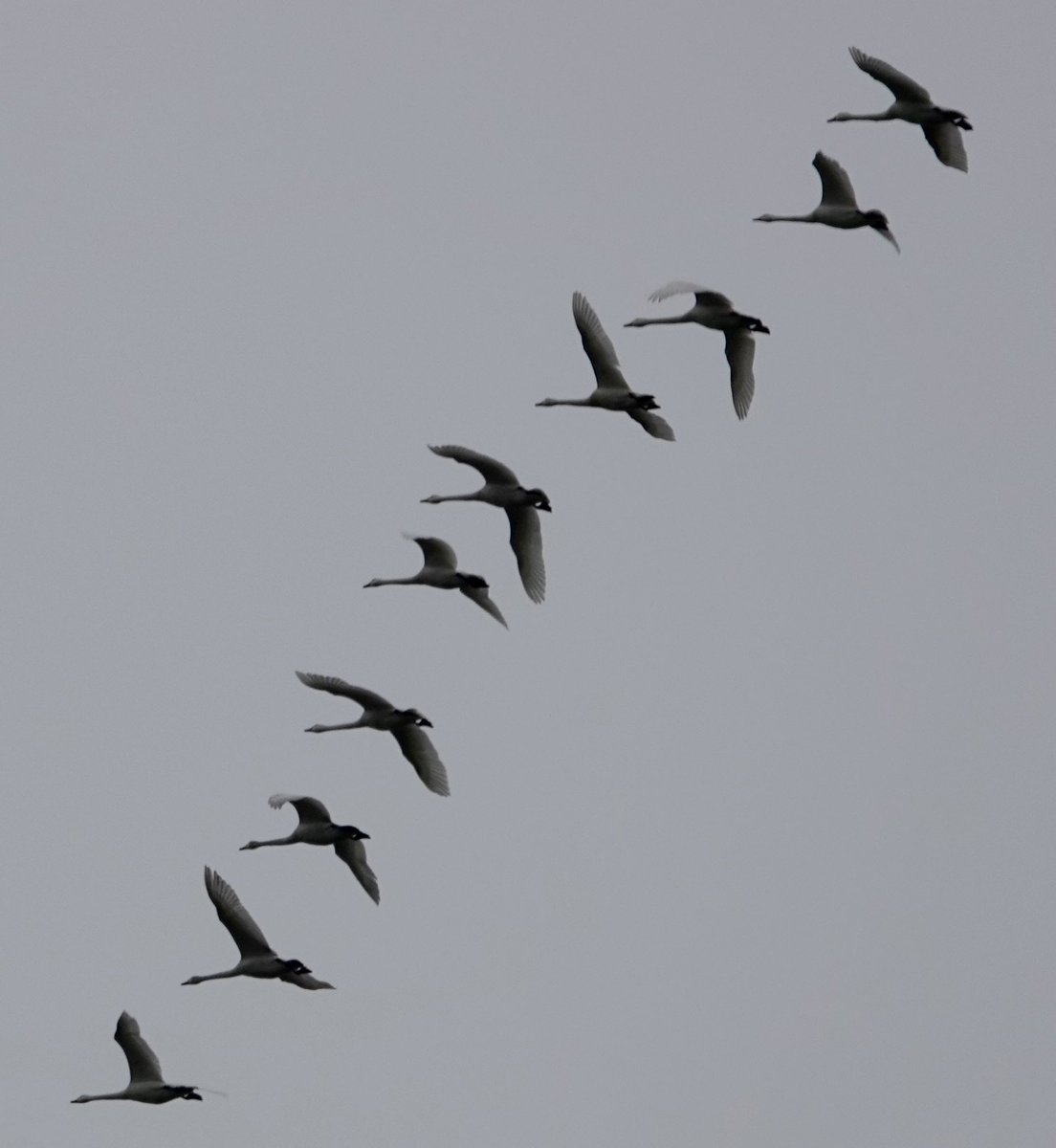 Mark following nature tweet media