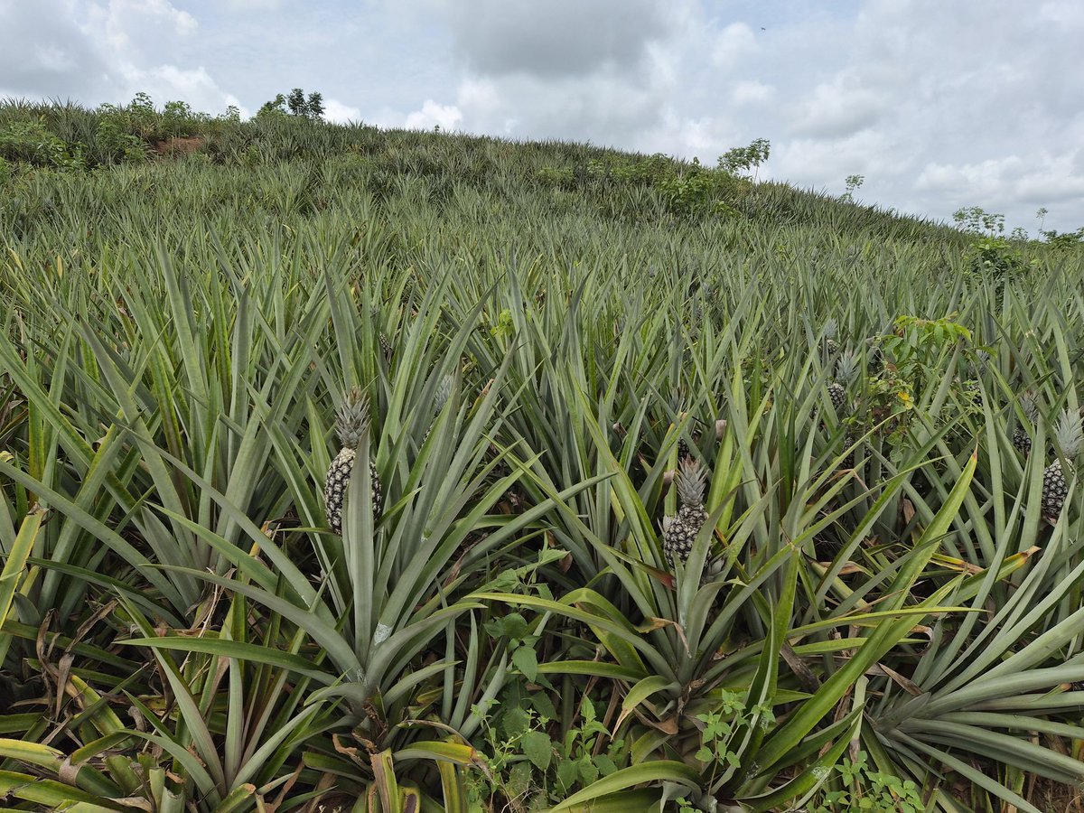 fanteman's tweet photo. Pineapple, pineapple, pineapple.
I LOVE FARMING
I LOVE GHANA 
I LOVE NATURE
#Ghana #farmer #agriculture #GhanaMonth #Ghanaat69 https://t.co/W4ELk2PKvf