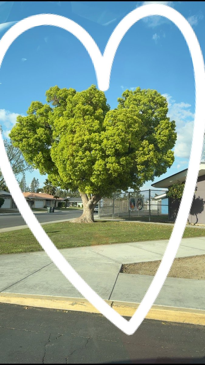 The tree right next to my Library 🌳 📚 #harristeam #teamharris 💜💜
