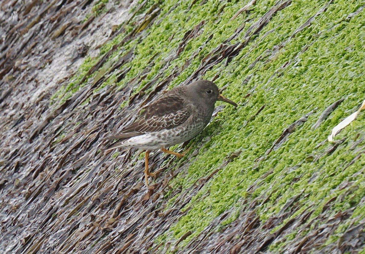 Rob Rackliffe tweet media