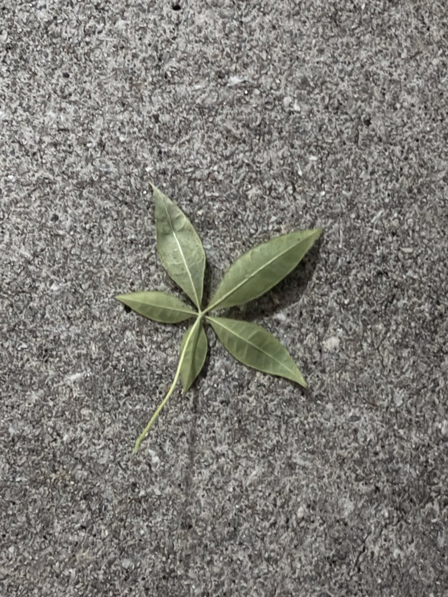 palmerdebra's tweet image. In my tiredness this evening, I thought I found a #marijuana leaf in Singapore and it got me excited for that brief moment. 😂