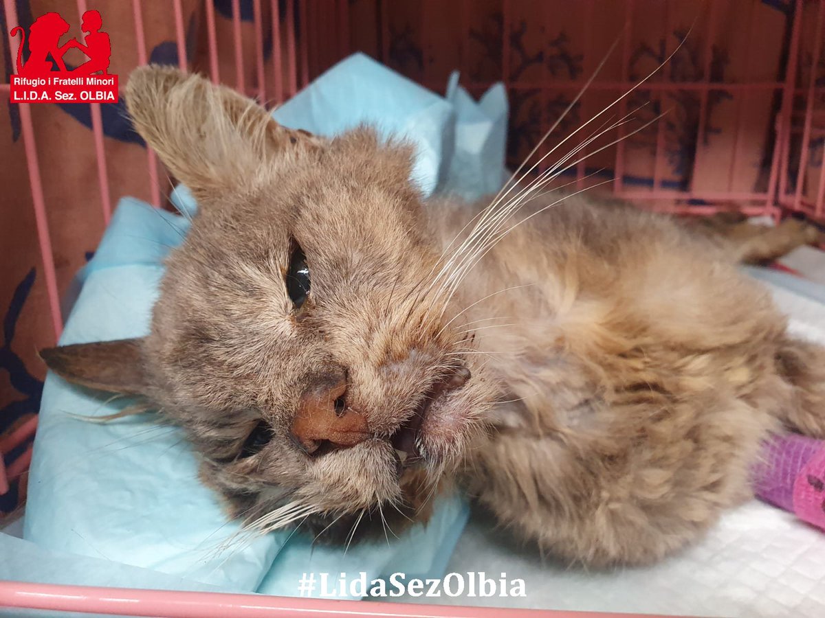 Lida sez. Olbia ODV tweet media