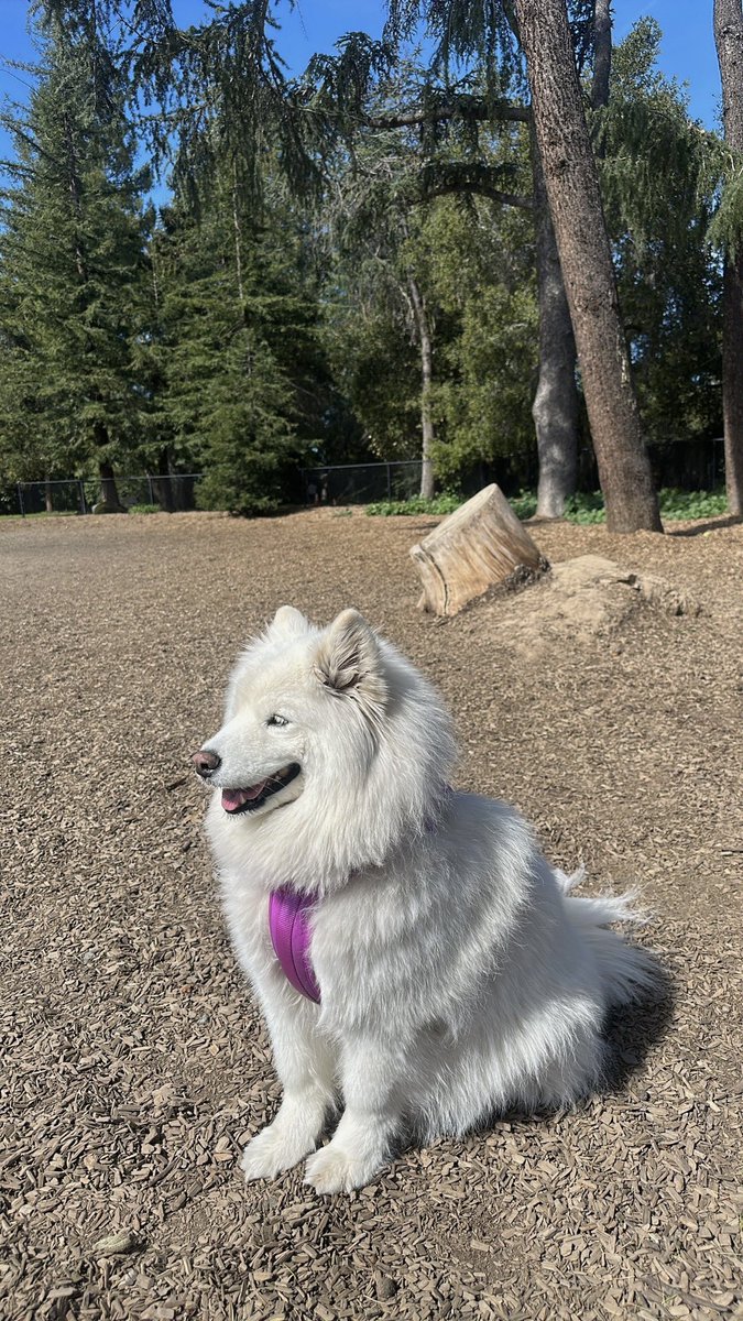 parichehr_jahani tweet media