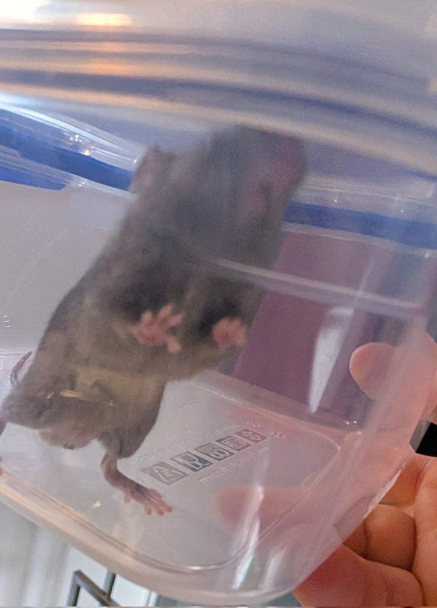 Dave NewBlood tweet media