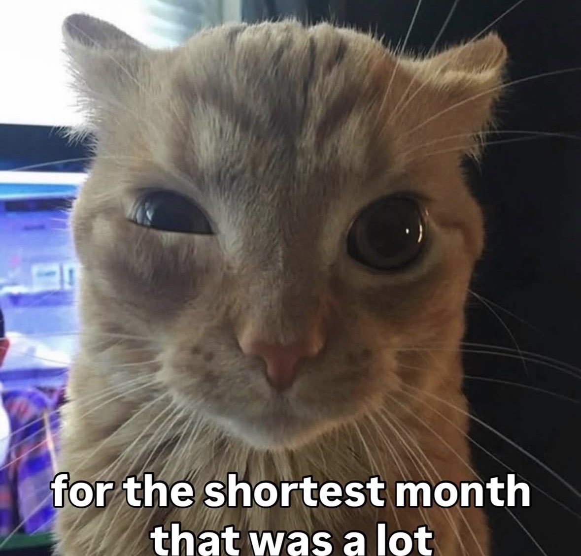 LiterallyMeCats (@literallymecats) on Twitter photo 