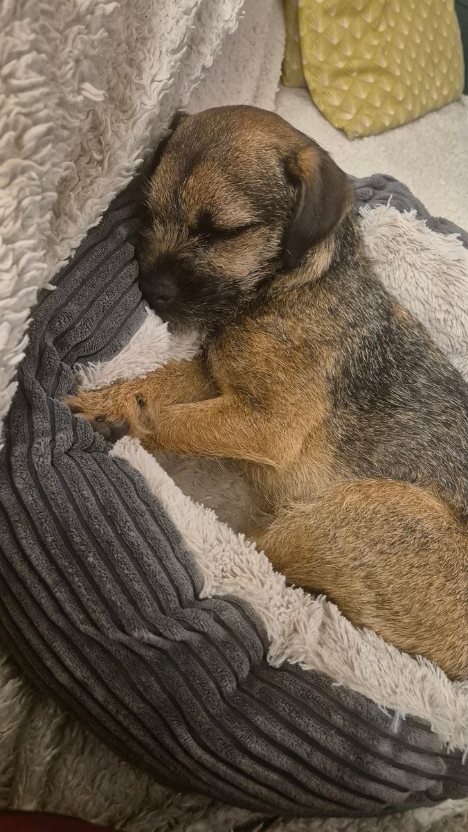 Stefan Rance tweet media