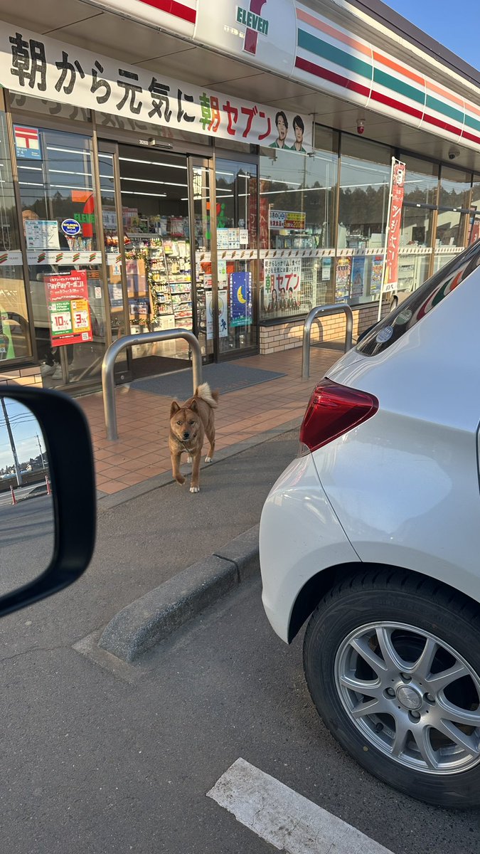 畑向かう途中のセブンイレブン…野良犬！ま、首輪してるから野良ってほどじゃないか？脱走犬か！
ドッグラン以外の所で気ままな犬見たの久しぶりだな