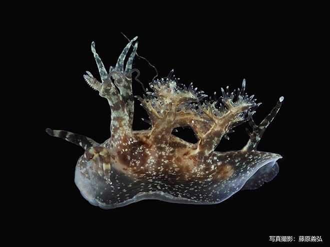 AWorldbeyondim1's tweet photo. 先日の八丈深海調査で得られたウミウシの未記載種が新江ノ島水族館さんで展示されています！

ウミウシファンのみなさーん、八丈の子をぜひ観に行ってあげて下さい！

https://t.co/lJHvp2FQkB

#トワイライトオーシャン研究機構 #rito #ウミウシ https://t.co/J0yLwFQN7m