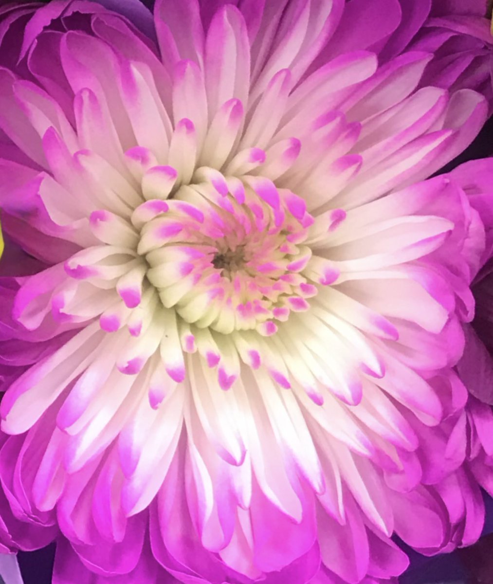 Here’s to strong women: may we know them, may we be them, may we raise them🥂🍾💖

#happyinternationalwomensday