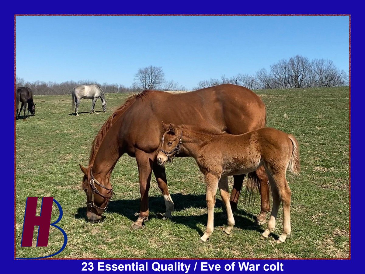 Hidden Brook Farm tweet media