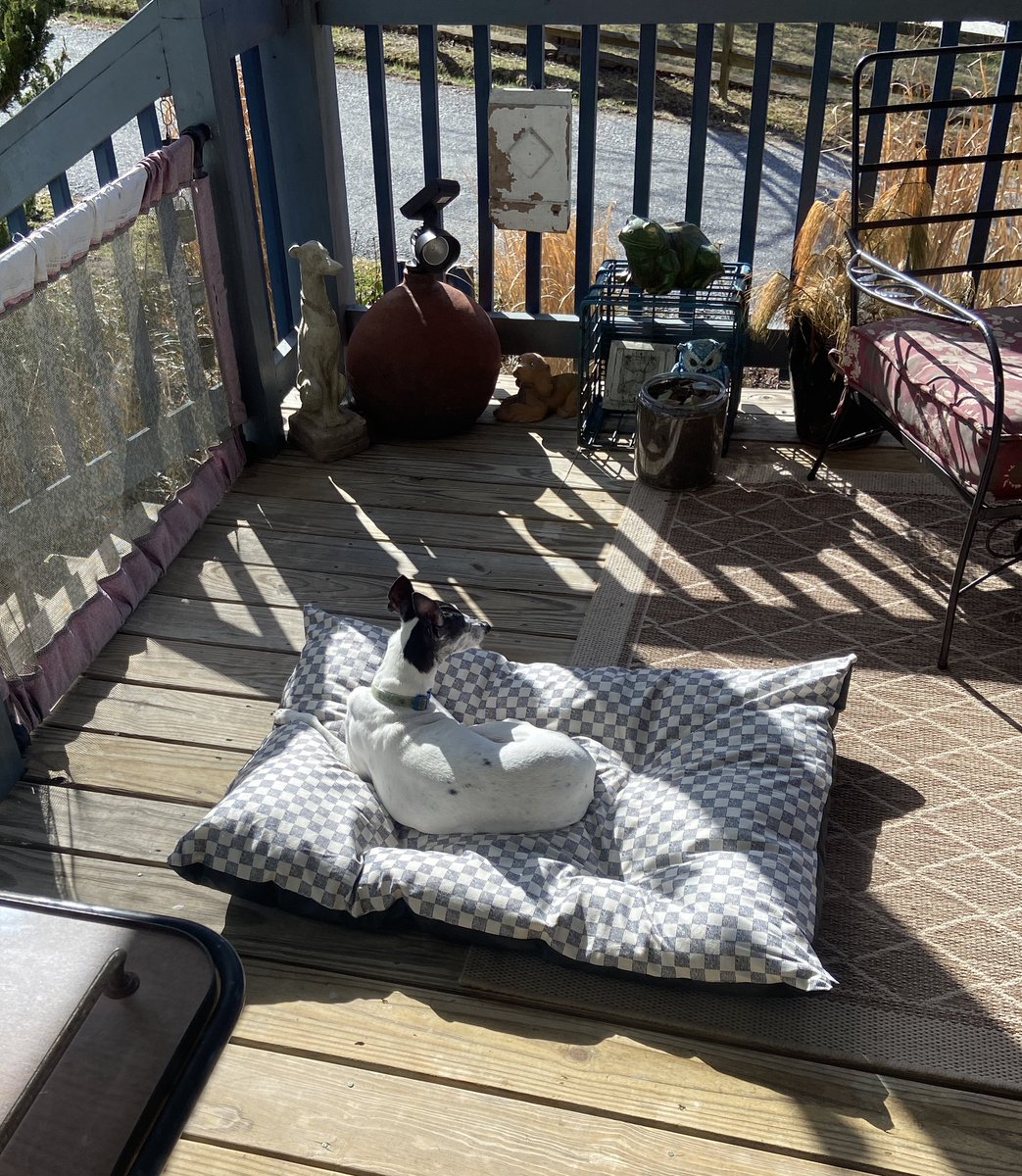 ADogNamedMaybe's tweet photo. Sunbathing today. It’s not in Malibu, but this will do https://t.co/zjzd1WEqPD