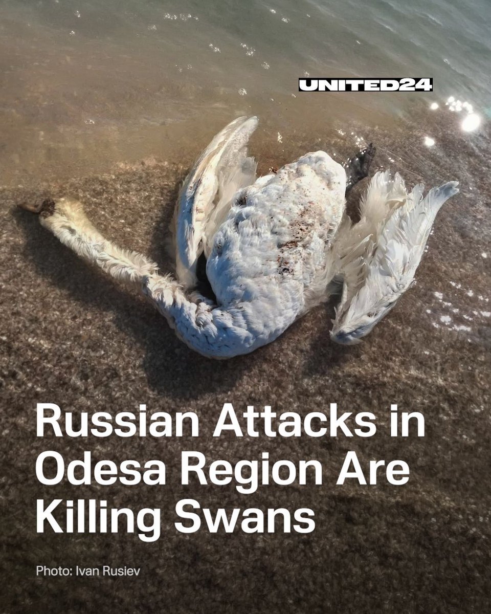 🔴 Dead swans wash up in Ukraine's Tuzlanski Lymany park after Russian strikes. 

Park official Ivan Rusev reports the birds likely died from oil poisoning after storage tanks were hit, leaking crude into the sea.