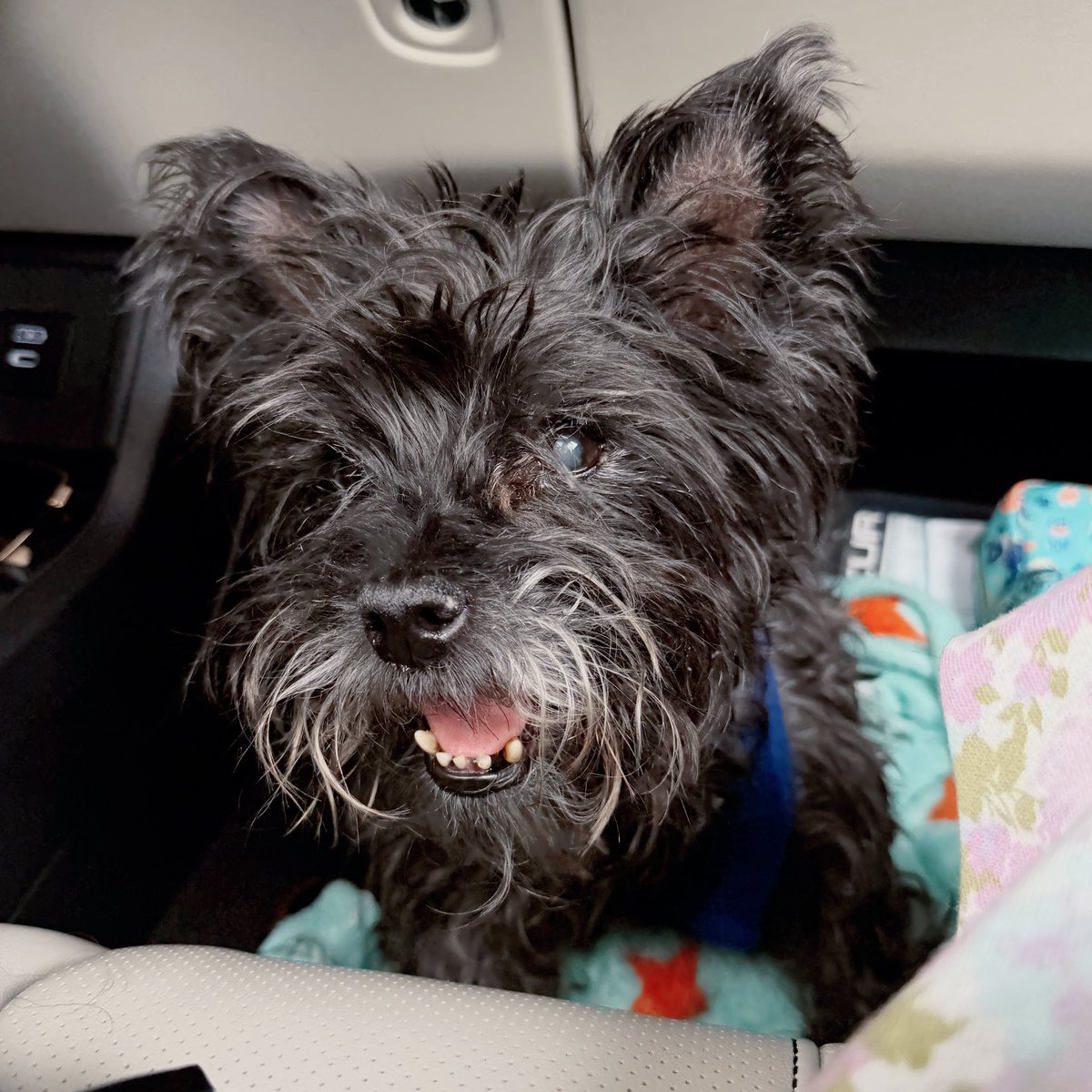 HurricaneHMW's tweet photo. Rescued in honor of little Sprocket. Meet super senior Rocky! Welcome to the Zoo ❤️ (the blonde pup was dropped off at his foster on our way home) https://t.co/OfBdUSa9Hh