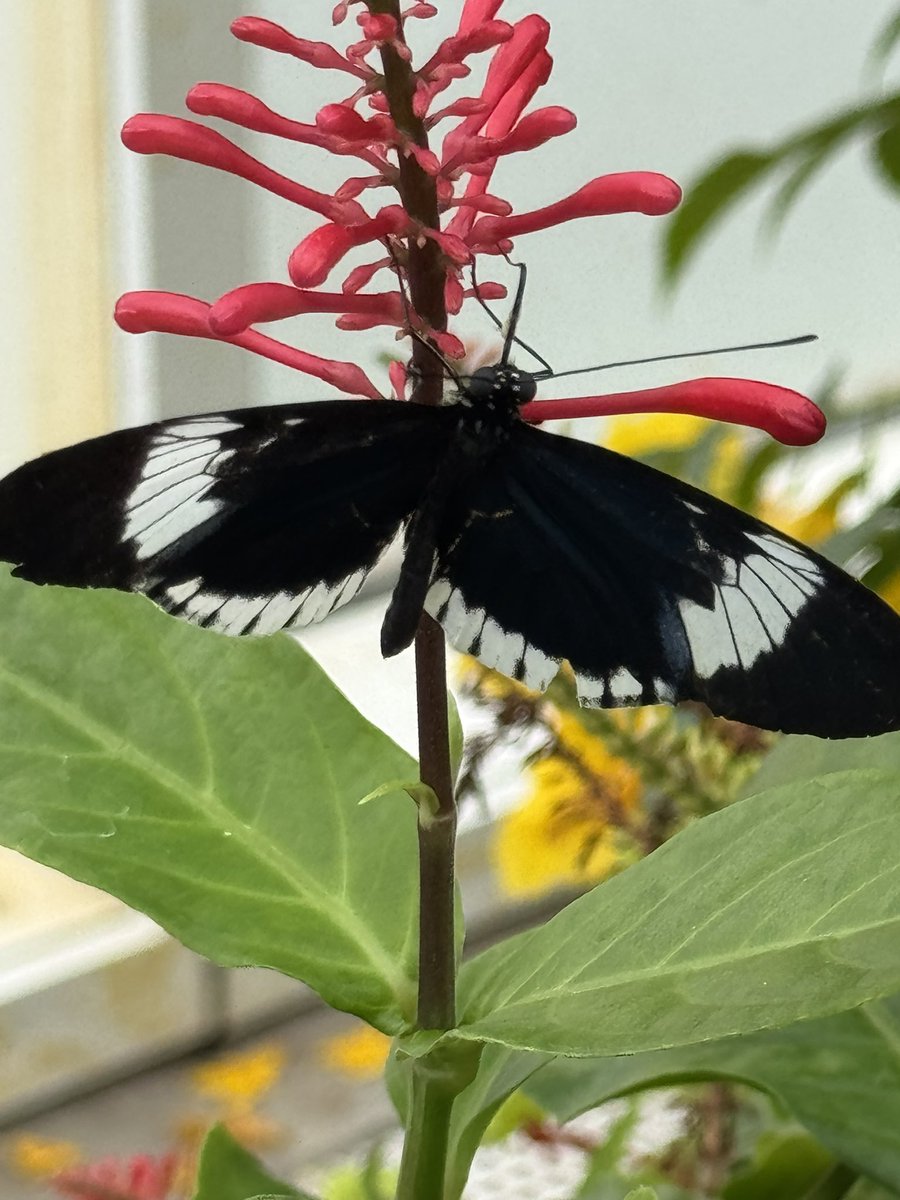 We went to a butterfly house today 🥺