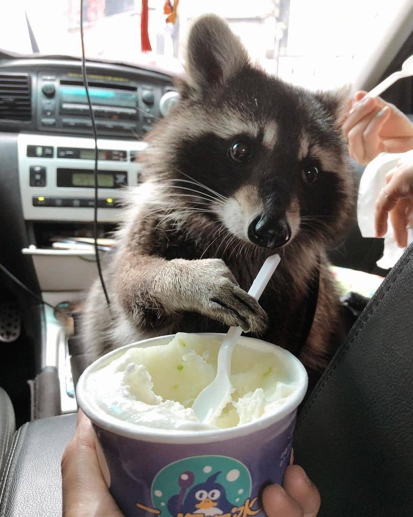 Raccoons Hourly (@raccoonhourly) on Twitter photo 