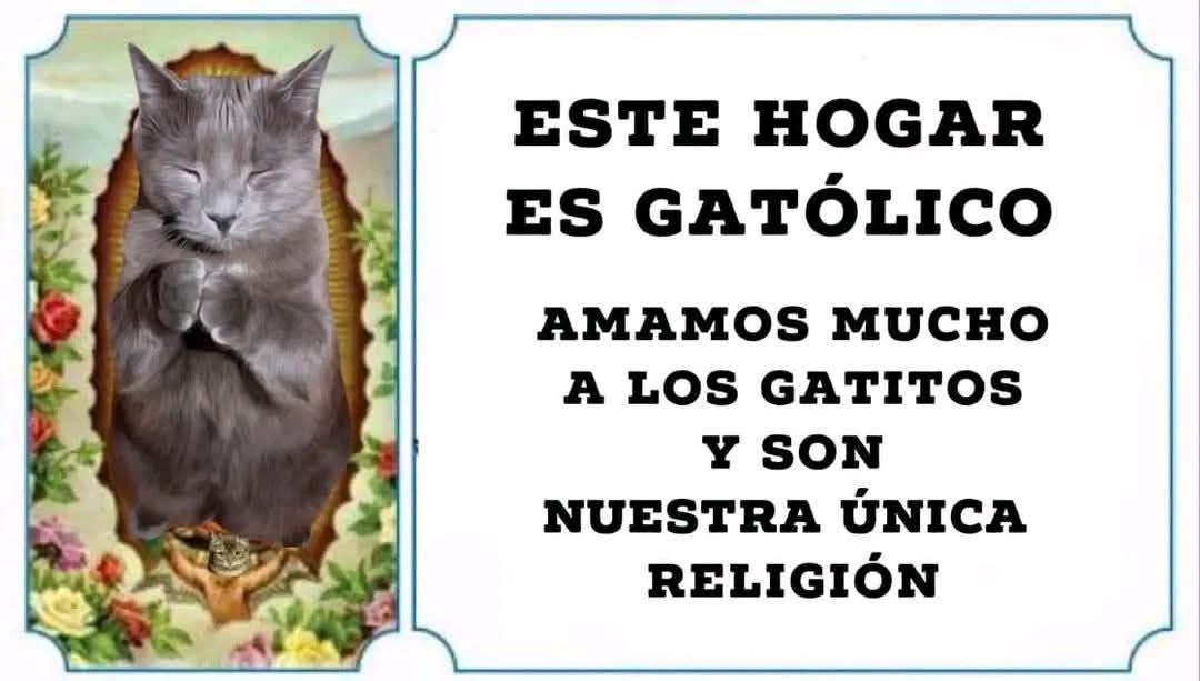 Dilo con gatitoz (@dilocongatitoz) on Twitter photo 