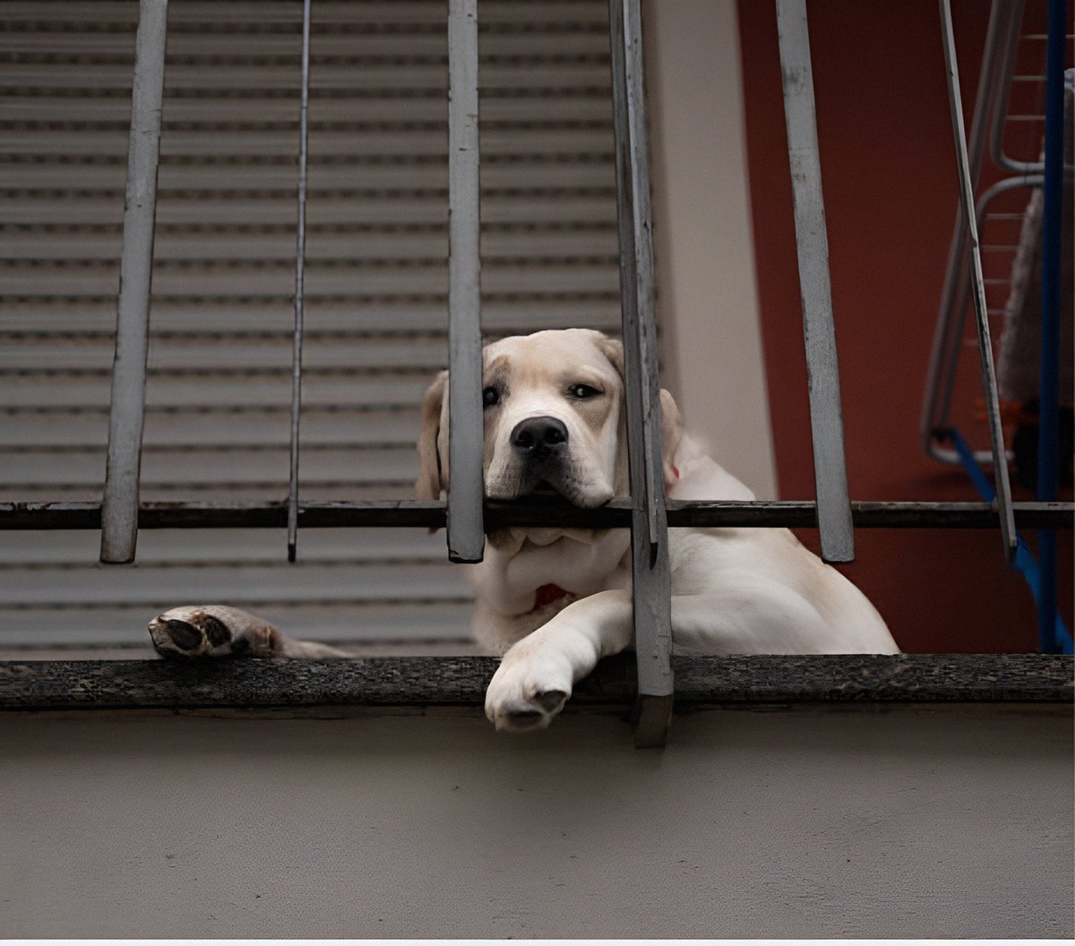 Los perros necesitan salir a pasear diariamente; el encierro les genera estrés y aburrimiento. Es preferible no tener perro a condenarlo a la soledad y la ansiedad.