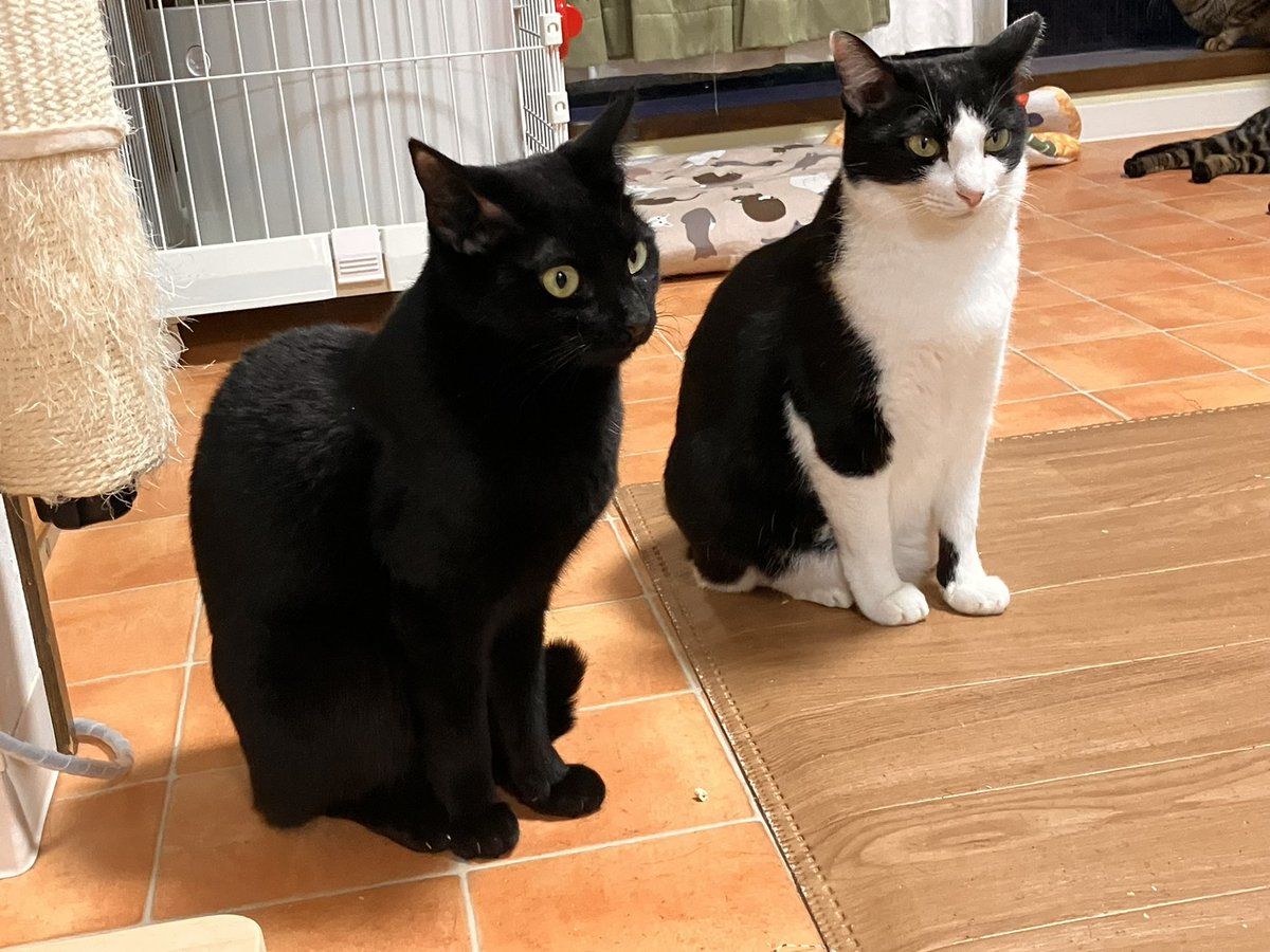 Catio41273496's tweet photo. ハチワレムーランちゃんと黒猫エスプレッソちゃん https://t.co/OxnRIkbkEf