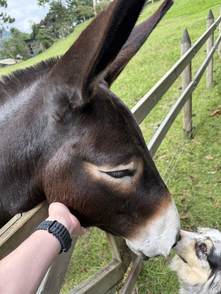 Alejandro Londoño C tweet media