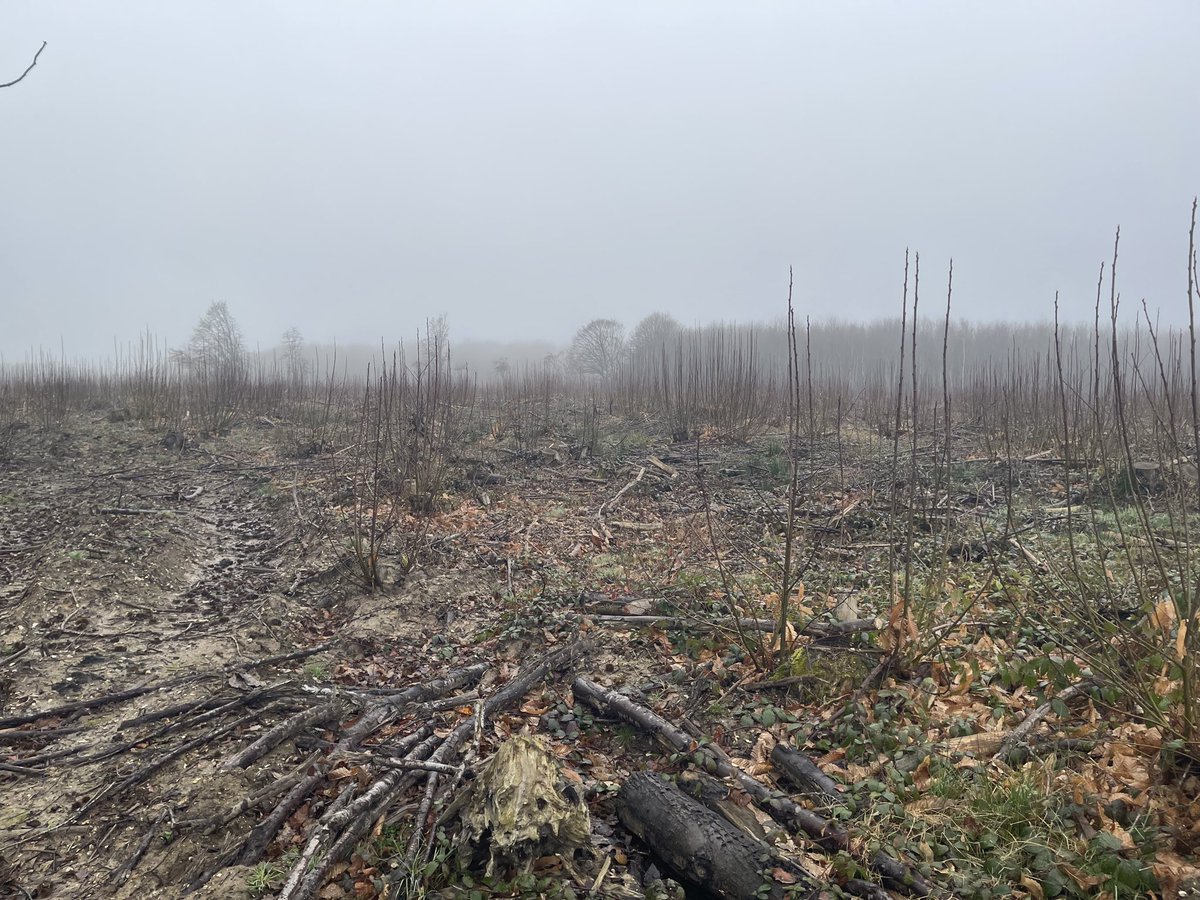 Neil Burt tweet media