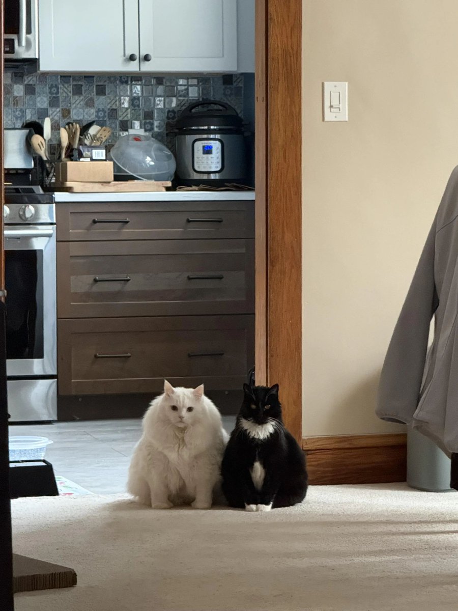 Why you should have a cat tweet media