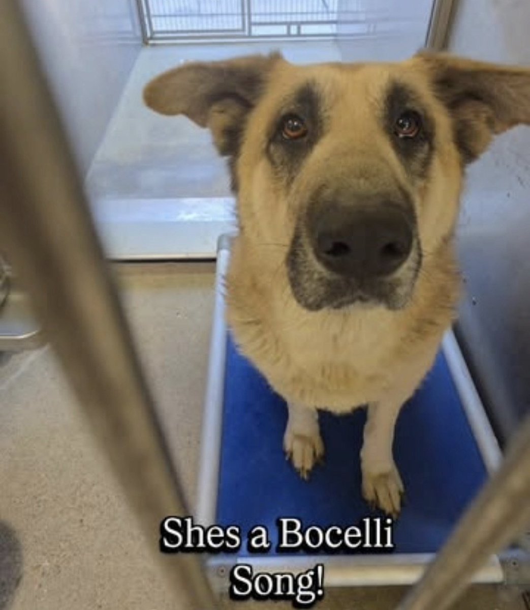 Maple 🐕 🎹 🎸 💙 tweet media