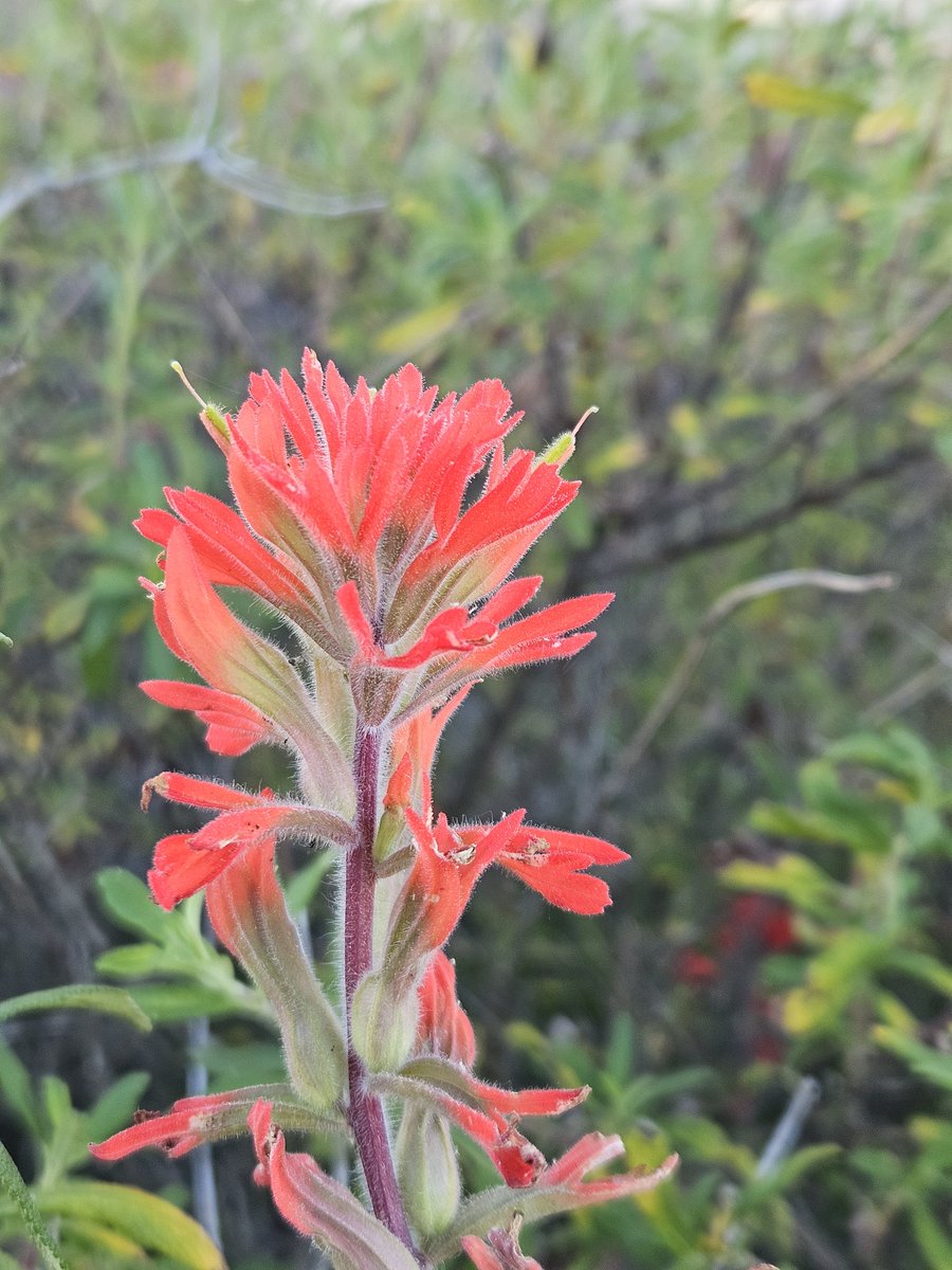Coast paintbrush/Castilleja affinis
