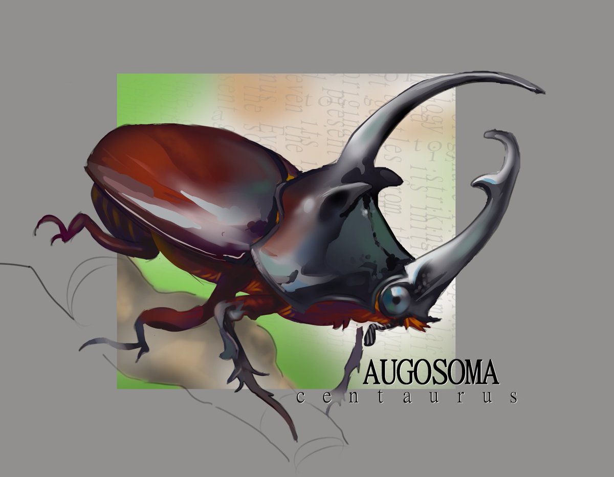 bearscandrawtoo's tweet photo. beetle study #bugs #beetles #art #drawing https://t.co/XNViXm1G9d