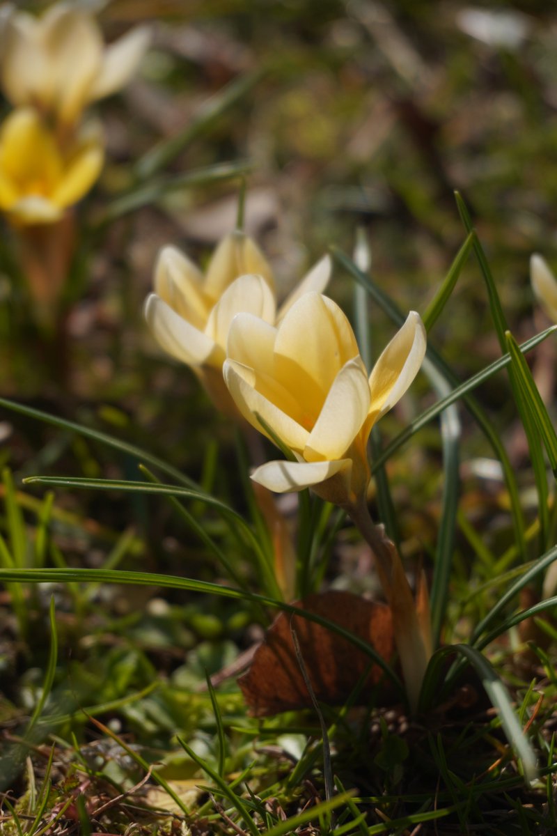 Suzanne | JCOBBB fan tweet media