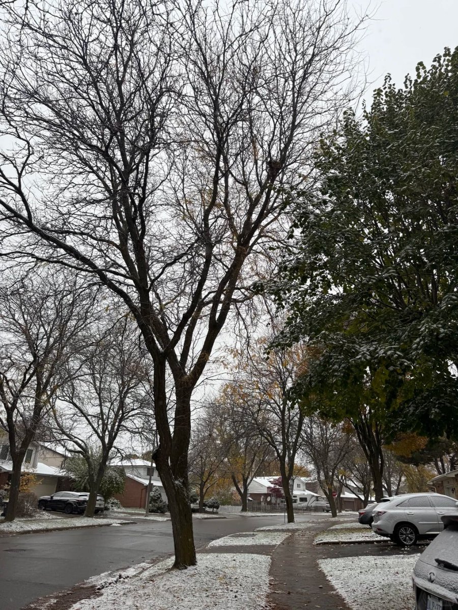 gorakhpawar19's tweet image. Snow-dusted trees and empty sidewalks my kind of peaceful escape. Grateful for these simple beauties. ❄️🏡 #CozyWinter #NatureWalk