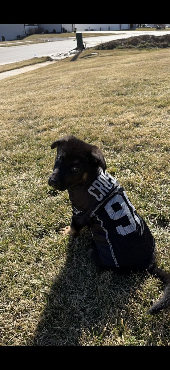 MikeN9nee's tweet photo. @CrosbyMaxx just got my pup 2 weeks ago and named him after you.. heartbroken.. go chase you a ring in Baltimore well deserved! Hate to see you go 😢😢😢😭😭😭 https://t.co/ri0zCw32NH