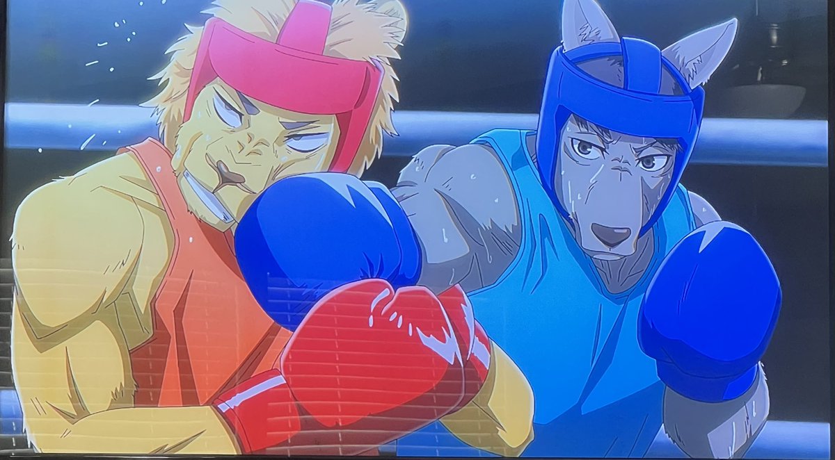 BoxingPup tweet media