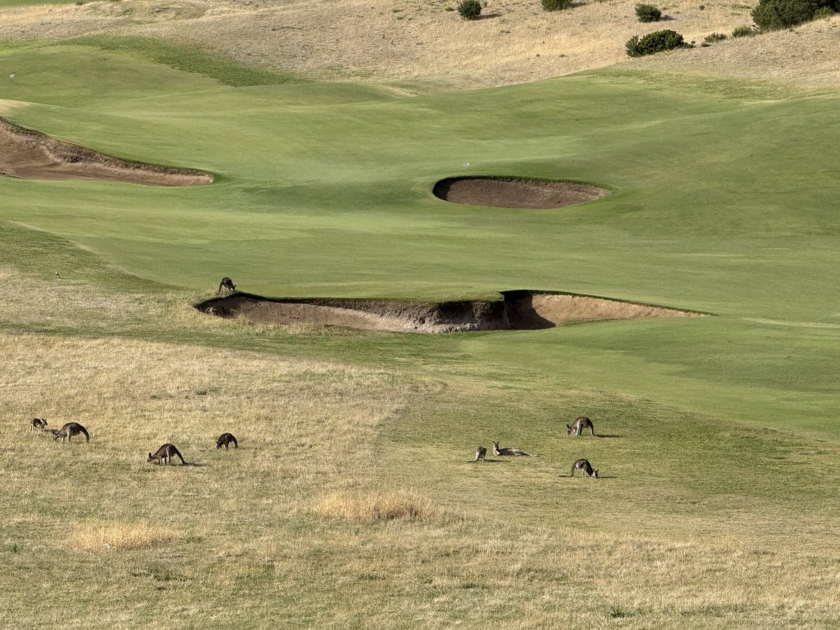 Rick Golfs tweet media