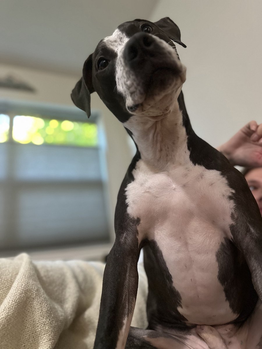 The Darkpulse Files  𝕏 tweet media