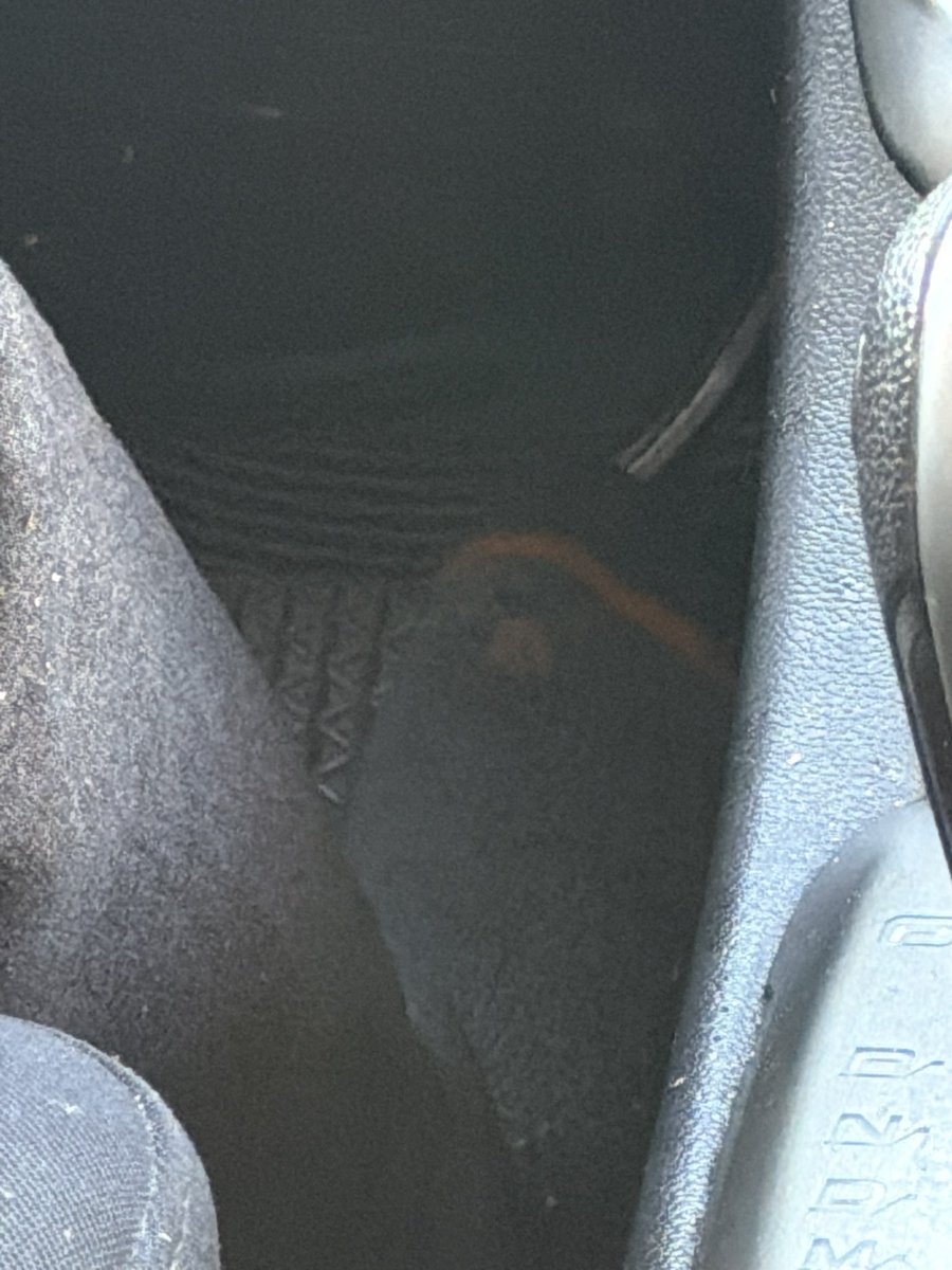 Ŧ ⓡ ➂ ţ Ř i x ™ 🐰 tweet media