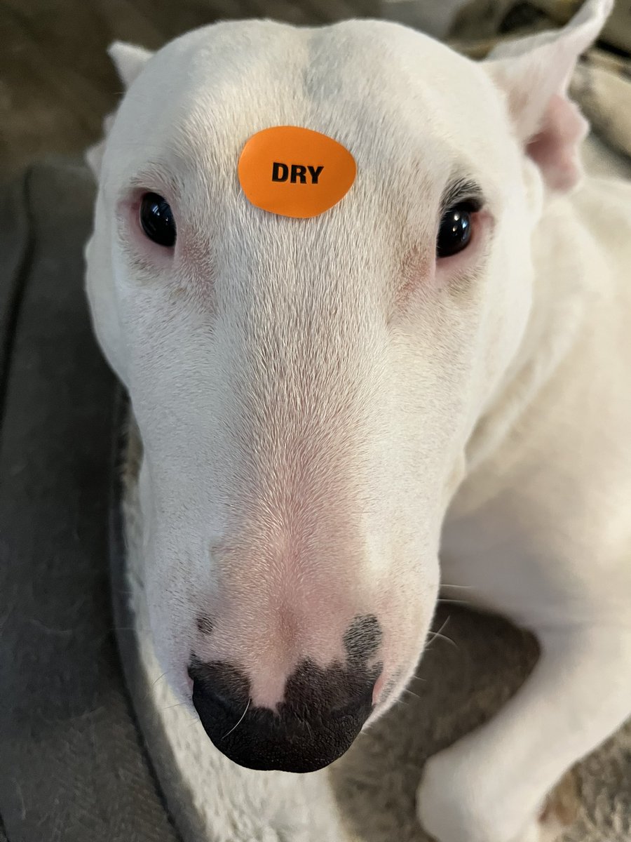 🐶 NELSON tweet media